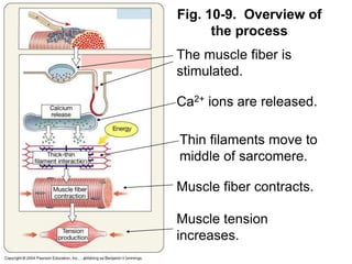 Fig. 10-9. Overview of
the process
The muscle fiber is
stimulated.
Ca2+ ions are released.
Thin filaments move to
middle of sarcomere.
Muscle fiber contracts.
Muscle tension
increases.
 