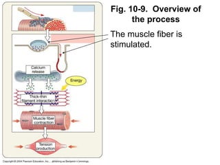 Fig. 10-9. Overview of
the process
The muscle fiber is
stimulated.
 