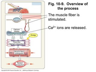 Fig. 10-9. Overview of
the process
The muscle fiber is
stimulated.
Ca2+ ions are released.
 