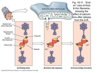Fig. 10-11. “End-
on” view of thick
& thin filaments,
showing the
effect of calcium
ions after release
from the S.R.
 