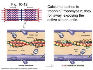 Fig. 10-12
Calcium attaches to
troponin/ tropomyosin; they
roll away, exposing the
active site on actin.
 