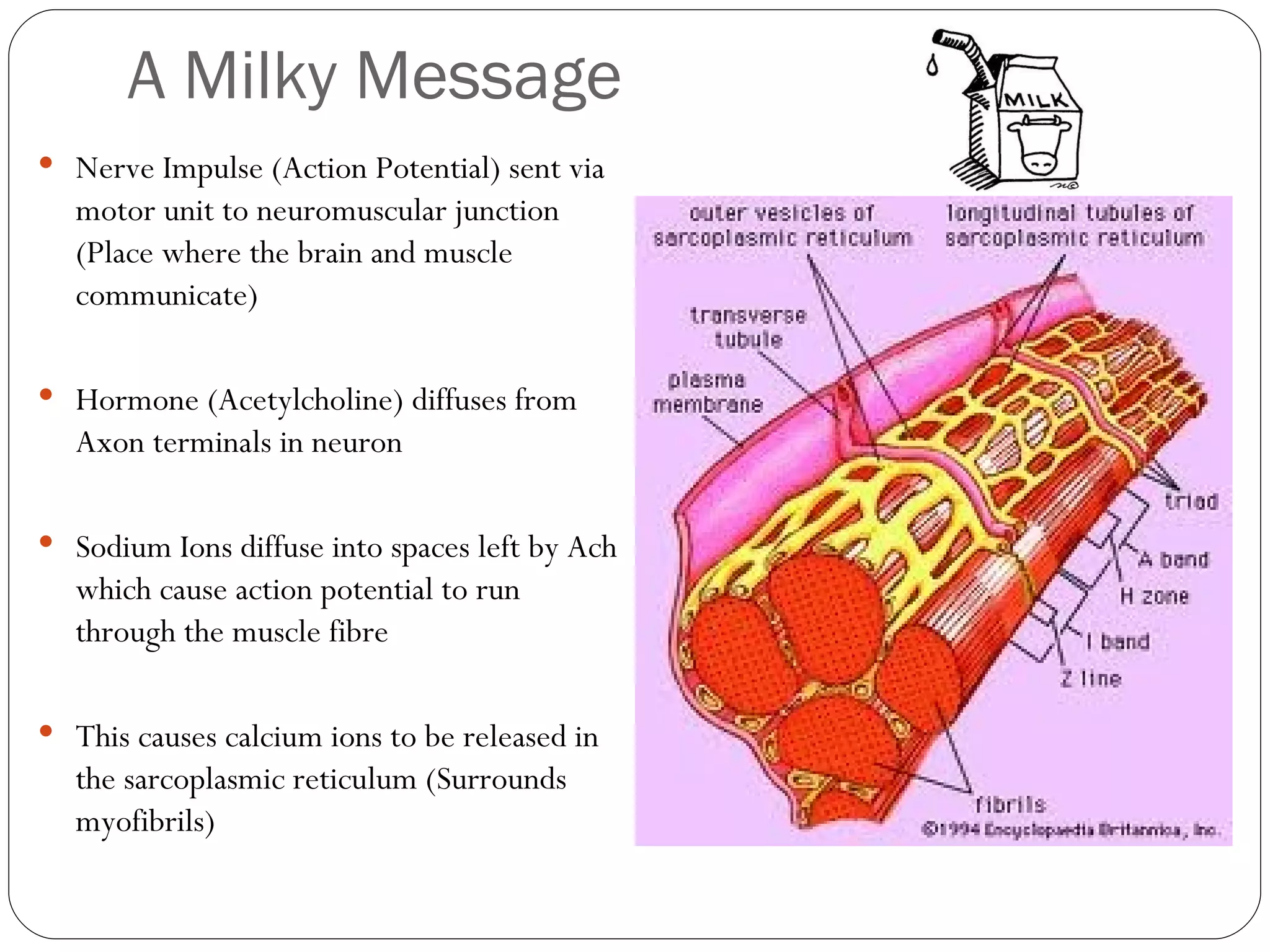 Sliding filament theory | PPT