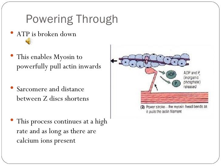 Calcium Ions Sliding Filament Theory