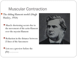 Muscular Contraction
The sliding filament model (Hugh

Huxley, 1954)
Muscle shortening occurs due to

the movement of the actin filament
over the myosin filament
Reduction in the distance between

Z-lines of the Sarcomere
Lets see a preview before the

play………..

 