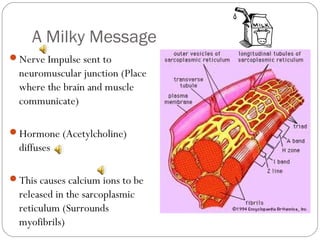 A Milky Message
Nerve Impulse sent to

neuromuscular junction (Place
where the brain and muscle
communicate)
Hormone (Acetylcholine)

diffuses
This causes calcium ions to be

released in the sarcoplasmic
reticulum (Surrounds
myofibrils)

 