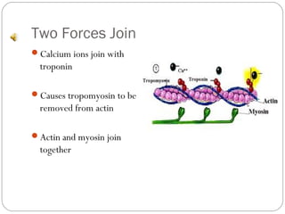 Two Forces Join
Calcium ions join with

troponin
Causes tropomyosin to be

removed from actin
Actin and myosin join

together

 