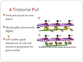 A Tiresome Pull
Actin and myosin are now

joined
Myosin pulls actin inwards

slightly
ATP enables quick

detachment of actin and
myosin in preparation for
power stroke

 