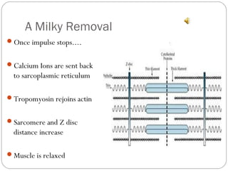 A Milky Removal
Once impulse stops....
Calcium Ions are sent back

to sarcoplasmic reticulum
Tropomyosin rejoins actin
Sarcomere and Z disc

distance increase
Muscle is relaxed

 