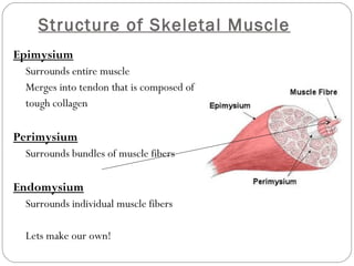 Structure of Skeletal Muscle
Epimysium
Surrounds entire muscle
Merges into tendon that is composed of
tough collagen

Perimysium
Surrounds bundles of muscle fibers

Endomysium
Surrounds individual muscle fibers
Lets make our own!

 