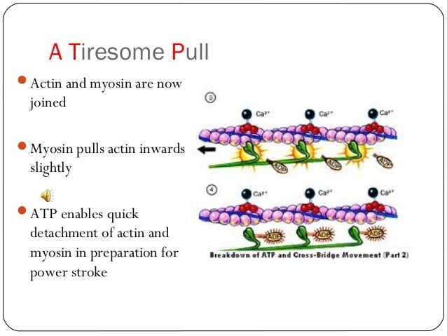 sliding filament theory 19 638 jpg cb 1385361257 sliding filament model