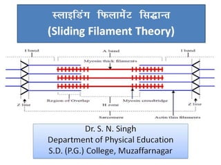 LykbfMax fQykesaV fl)kUr
(Sliding Filament Theory)
Dr. S. N. Singh
Department of Physical Education
S.D. (P.G.) College, Muzaffarnagar
Dr. S. N. Singh
Department of Physical Education
S.D. (P.G.) College, Muzaffarnagar
 