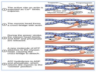Sliding filament theory by Dr. S. N. Singh | PPT