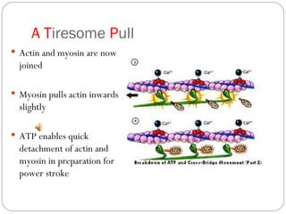 Sliding filament theory muscle contraction | PPT