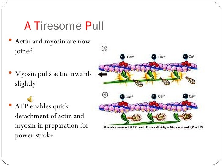 Sliding filament theory muscle contraction