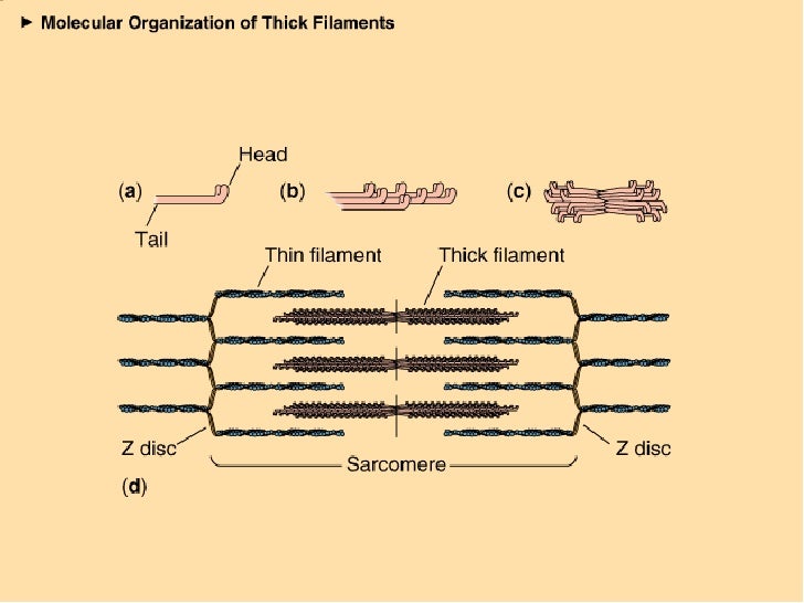 Sliding filament theory muscle contraction