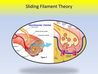 Sliding Filament Theory 
 