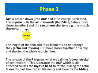 Phase 3 
ATP is broken down (into ADP and P) so energy is released. 
The myosin pulls the actin inwards (the Z-line/Z-discs move 
closer together) and the sarcomere shortens e.g. the muscle 
shortens. 
The length of the thin and thick filaments do not change – 
they (actin and myosin) just move closer together / overlap 
and shorten the whole muscle fibre. 
The release of the P triggers what we call the ‘power-stroke’ 
of contraction!!! This is because the ADP which is still 
attached causes the myosin head to rotate, pulling the actin 
filaments past the myosin filaments and towards the M-line. 
 