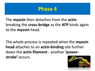 The myosin then detaches from the actin 
breaking the cross-bridge as the ATP binds again 
to the myosin head. 
The whole process is repeated when the myosin 
head attaches to an actin-binding site further 
down the actin filament - another ‘power-stroke’ 
occurs. 
Phase 4 
 