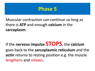 Phase 5 
Muscular contraction can continue so long as 
there is ATP and enough calcium in the 
sarcoplasm. 
If the nervous impulse STOPS, the calcium 
goes back to the sarcoplasmic reticulum and the 
actin returns to resting position e.g. the muscle 
lengthens and relaxes. 
 