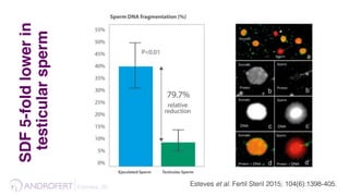 Esteves, 35 ! Esteves et al. Fertil Steril 2015; 104(6):1398-405.!
SDF5-foldlowerin
testicularsperm
 