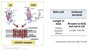 Esteves, 59 !
Extracellular
ﬂuid
Cytoplasm
Plasma
membrane
LH	
   hCG	
  
LH/hCG	
  receptor	
  	
  
Beta unit
 Carboxyl
terminal 
Longer in
hCG 
Higher
receptor
aﬃnity
Present in hCG
but not in LH 
Longer half-life
Leao & Esteves. Clinics 2014; 69(4): 279–293.
 
