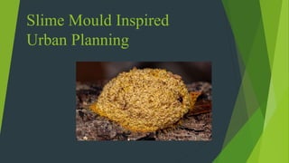 Slime Mould Inspired
Urban Planning
 