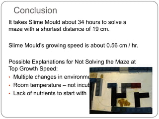 Slime Mould Inquiry | PPTX