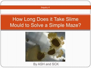 Inquiry 4




 How Long Does it Take Slime
Mould to Solve a Simple Maze?




         By ASH and SCK
 