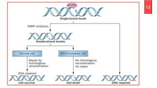 Synthetic lethality and cancer | PPTX