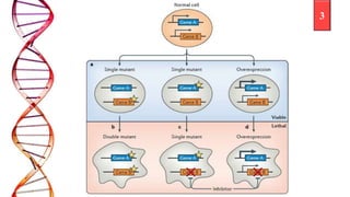 Synthetic lethality and cancer | PPTX