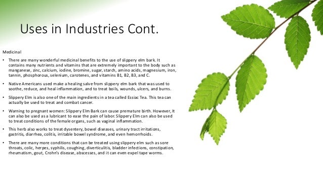 Slippery elm bark class Slippery elm bark class