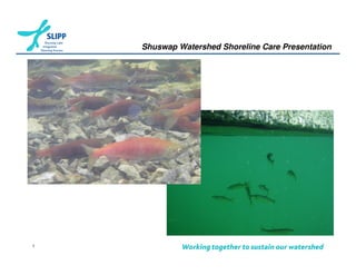 Shuswap Watershed Shoreline Care Presentation




1
 