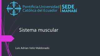 Sistema muscular
Luis Adrian Veliz Maldonado
 