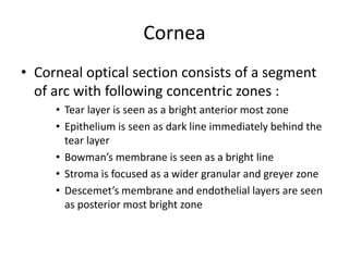 Cornea
• Corneal optical section consists of a segment
of arc with following concentric zones :
• Tear layer is seen as a bright anterior most zone
• Epithelium is seen as dark line immediately behind the
tear layer
• Bowman’s membrane is seen as a bright line
• Stroma is focused as a wider granular and greyer zone
• Descemet’s membrane and endothelial layers are seen
as posterior most bright zone
 