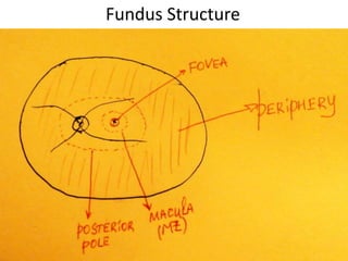 Fundus Structure
 