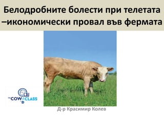Белодробните болести при телетата
–икономически провал във фермата
Д-р Красимир Колев
 