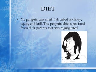 DIET My penguin eats small fish called anchovy, squid, and krill. The penguin chicks get food from their parents that was regurgitated.
