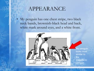 APPEARANCE My penguin has one chest stripe, two black neck bands, brownish-black head and back, white mark around eyes, and a white front. My penguin looks most similar to the magellanic penguin