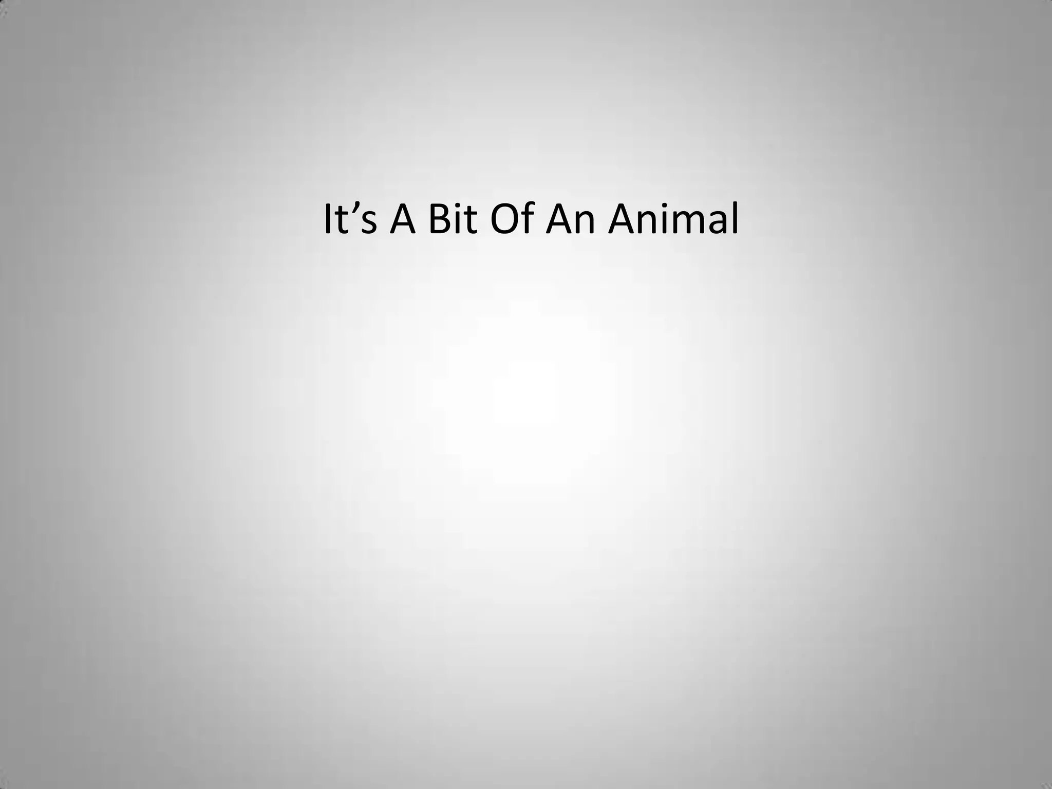 It’s A Bit Of An Animal