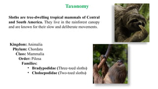 Sloth Classification The Fascinating Biology and Behavior of the Sloth in Natural Habitats ...