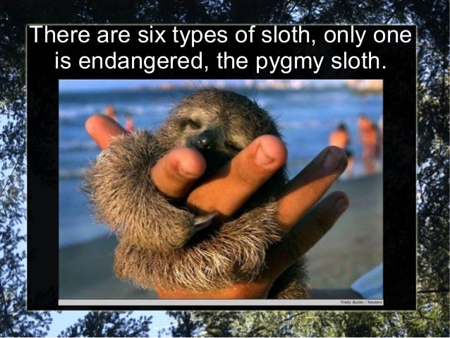 sloth facts sloth facts