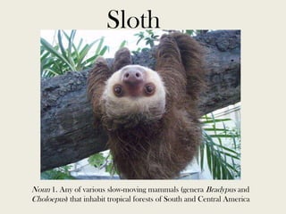 Sloth

Noun 1. Any of various slow-moving mammals (genera Bradypus and
Choloepus) that inhabit tropical forests of South and Central America

 