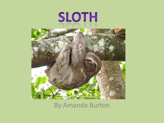 Sloth By Amanda Burton 