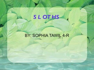 SLOTHS BY: SOPHIA TAWIL 4-R 