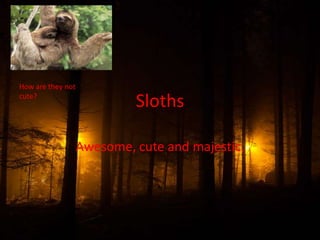 Sloths
Awesome, cute and majestic.
How are they not
cute?
 