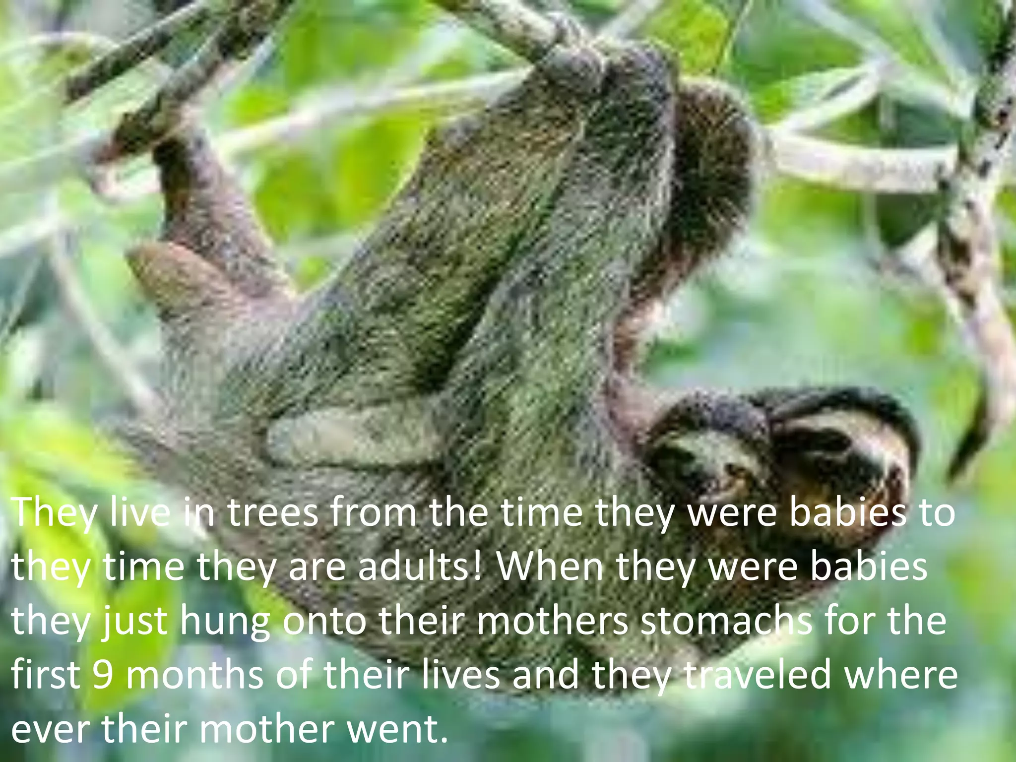 They live in trees from the time they were babies to
they time they are adults! When they were babies
they just hung onto their mothers stomachs for the
first 9 months of their lives and they traveled where
ever their mother went.
 