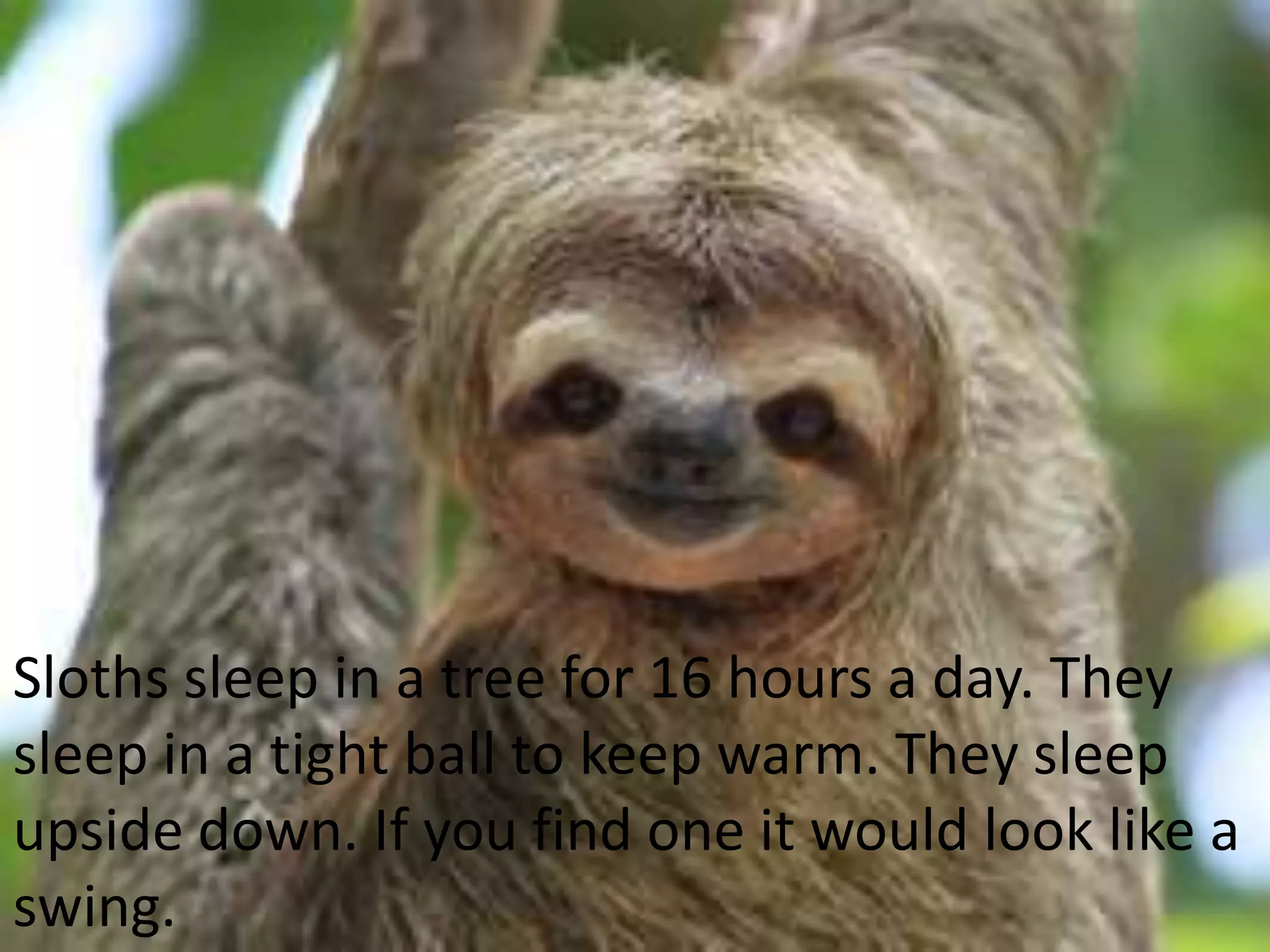 Sloths sleep in a tree for 16 hours a day. They
sleep in a tight ball to keep warm. They sleep
upside down. If you find one it would look like a
swing.
 