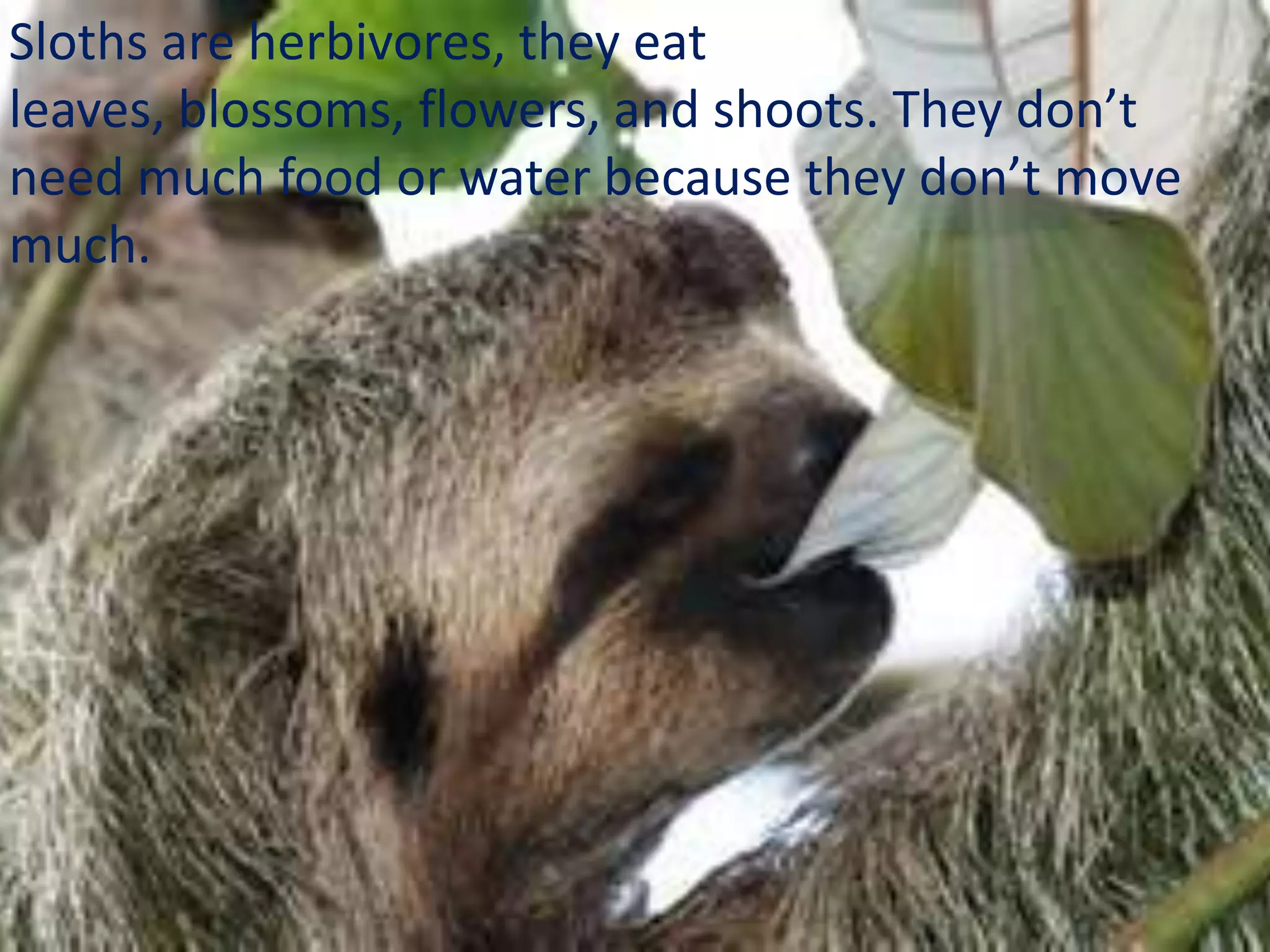 Sloths are herbivores, they eat
leaves, blossoms, flowers, and shoots. They don’t
need much food or water because they don’t move
much.
 