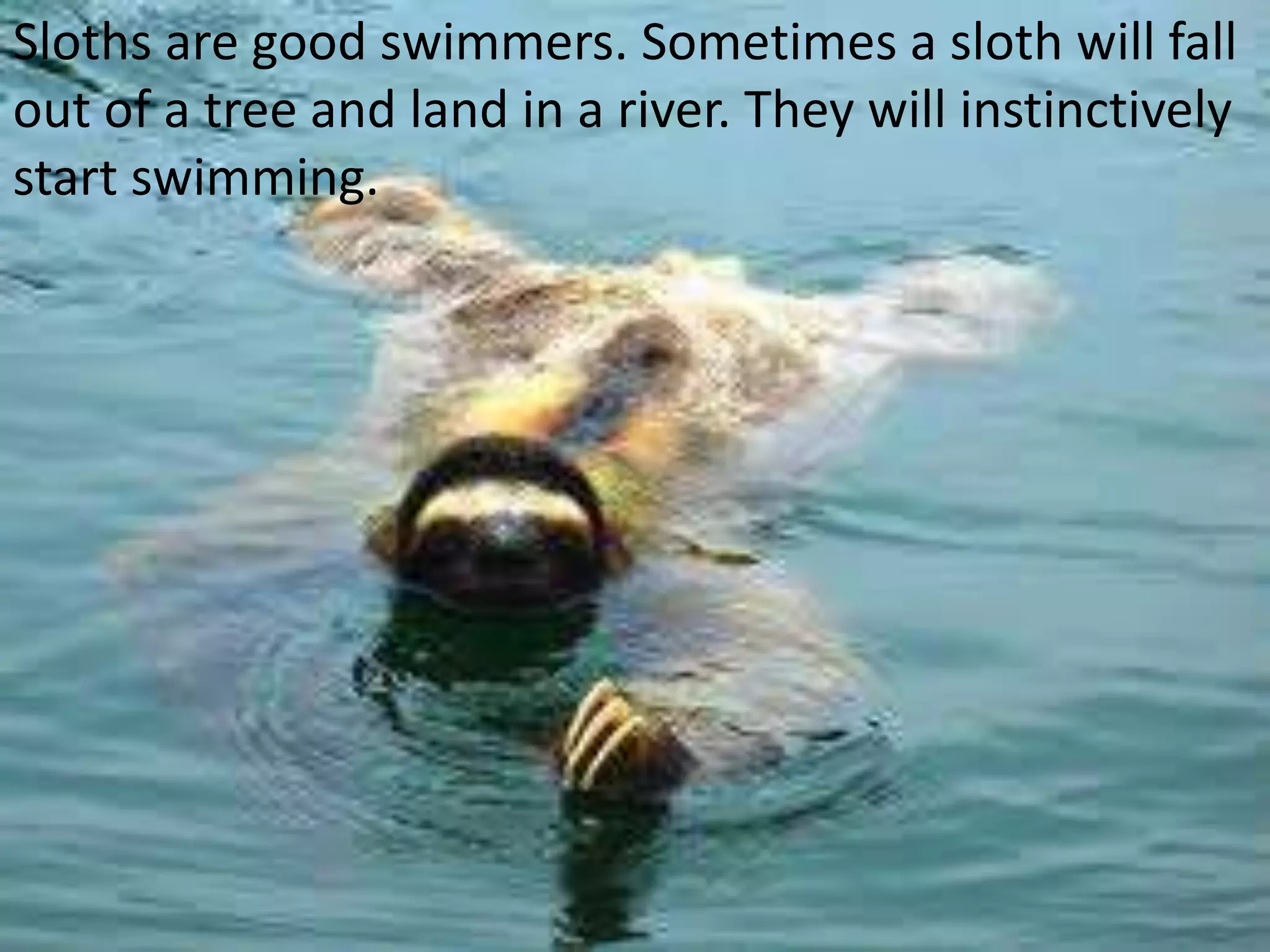Sloths are good swimmers. Sometimes a sloth will fall
out of a tree and land in a river. They will instinctively
start swimming.
 