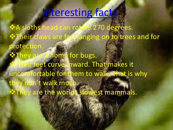 cool facts about sloths